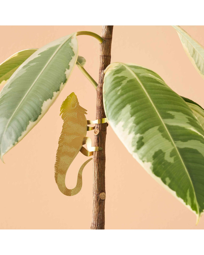 Plant Animal Iguana large – thoughtful gifts and beautiful finds from C&K, an independent lifestyle store in Settle.