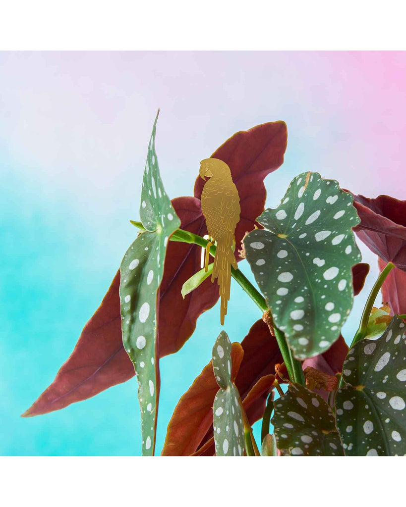 Plant Animal - Parrot – thoughtful gifts and beautiful finds from C&K, an independent lifestyle store in Settle.