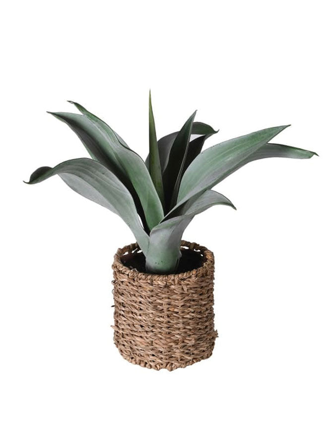 Agave Plant in Rattan Pot – thoughtful gifts and beautiful finds from C&K, an independent lifestyle store in Settle.