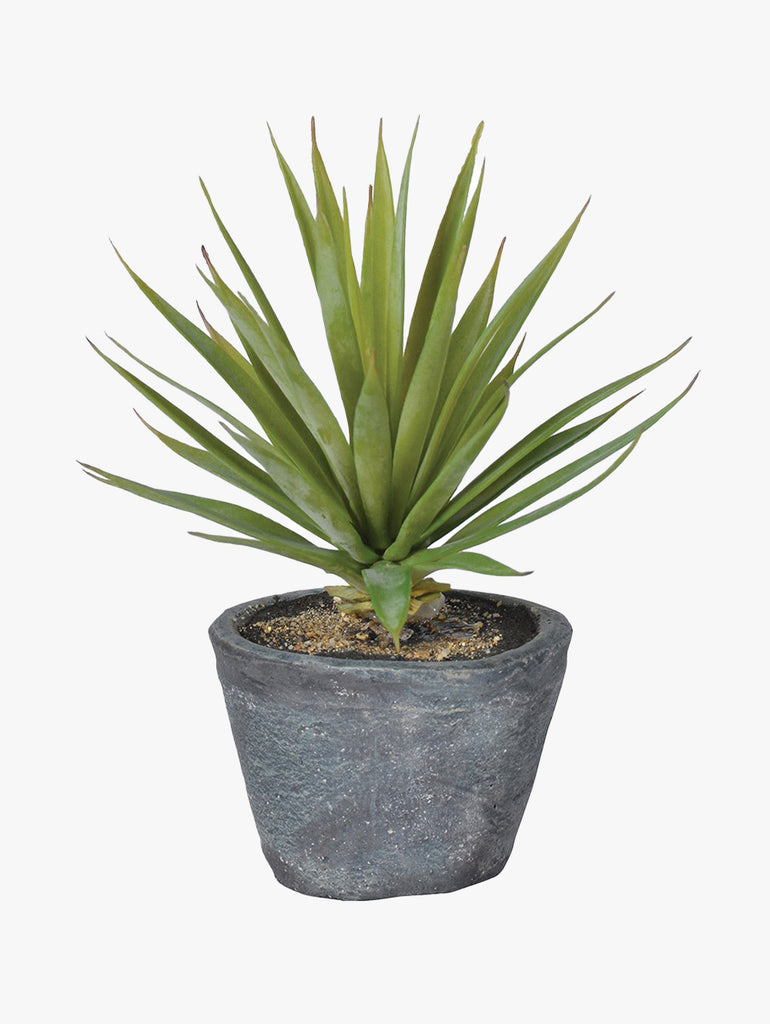 Green Airplant In Grey Pot – thoughtful gifts and beautiful finds from C&K, an independent lifestyle store in Settle.
