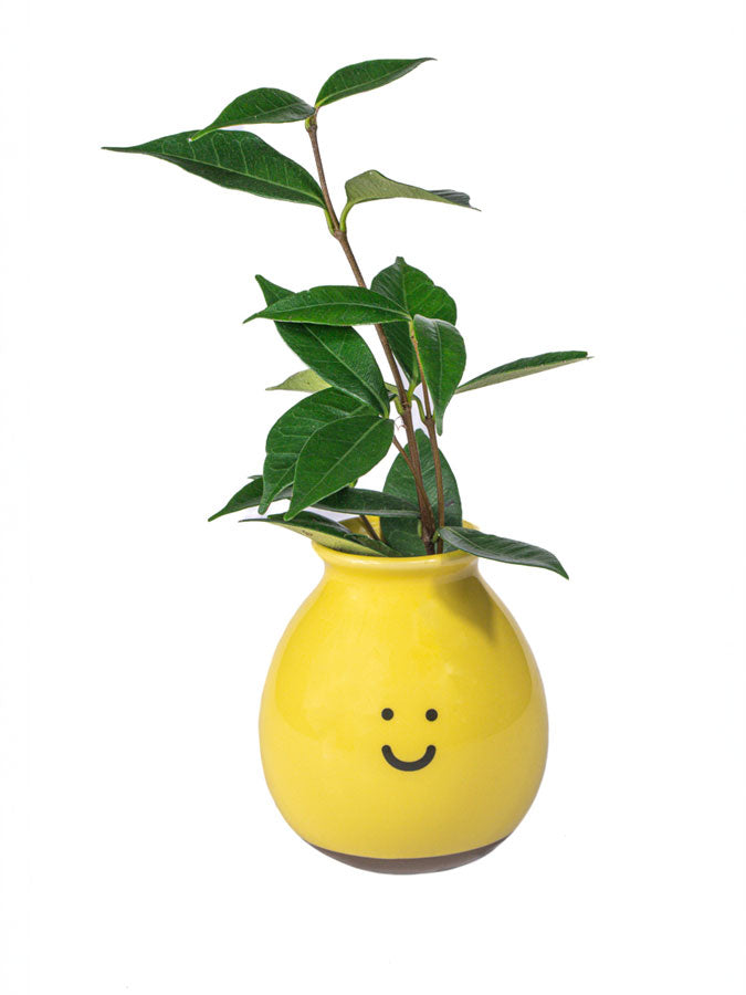 Happy Vase – thoughtful gifts and beautiful finds from C&K, an independent lifestyle store in Settle.