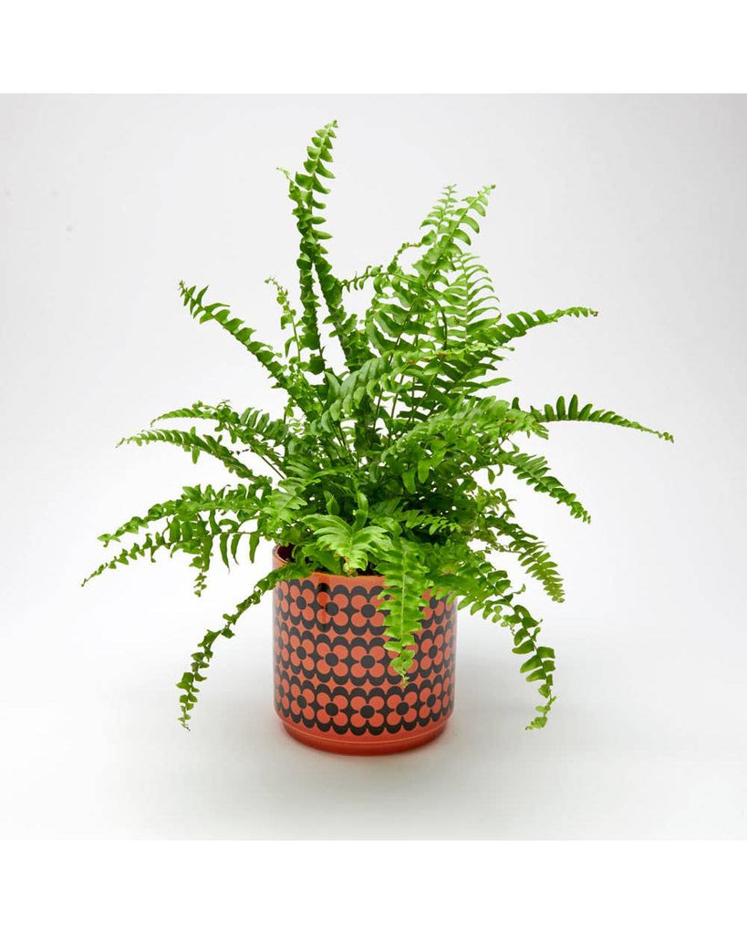 Magpie x Hornsea Medium Planty - Plant Pot Repeat Flower – thoughtful gifts and beautiful finds from C&K, an independent lifestyle store in Settle.